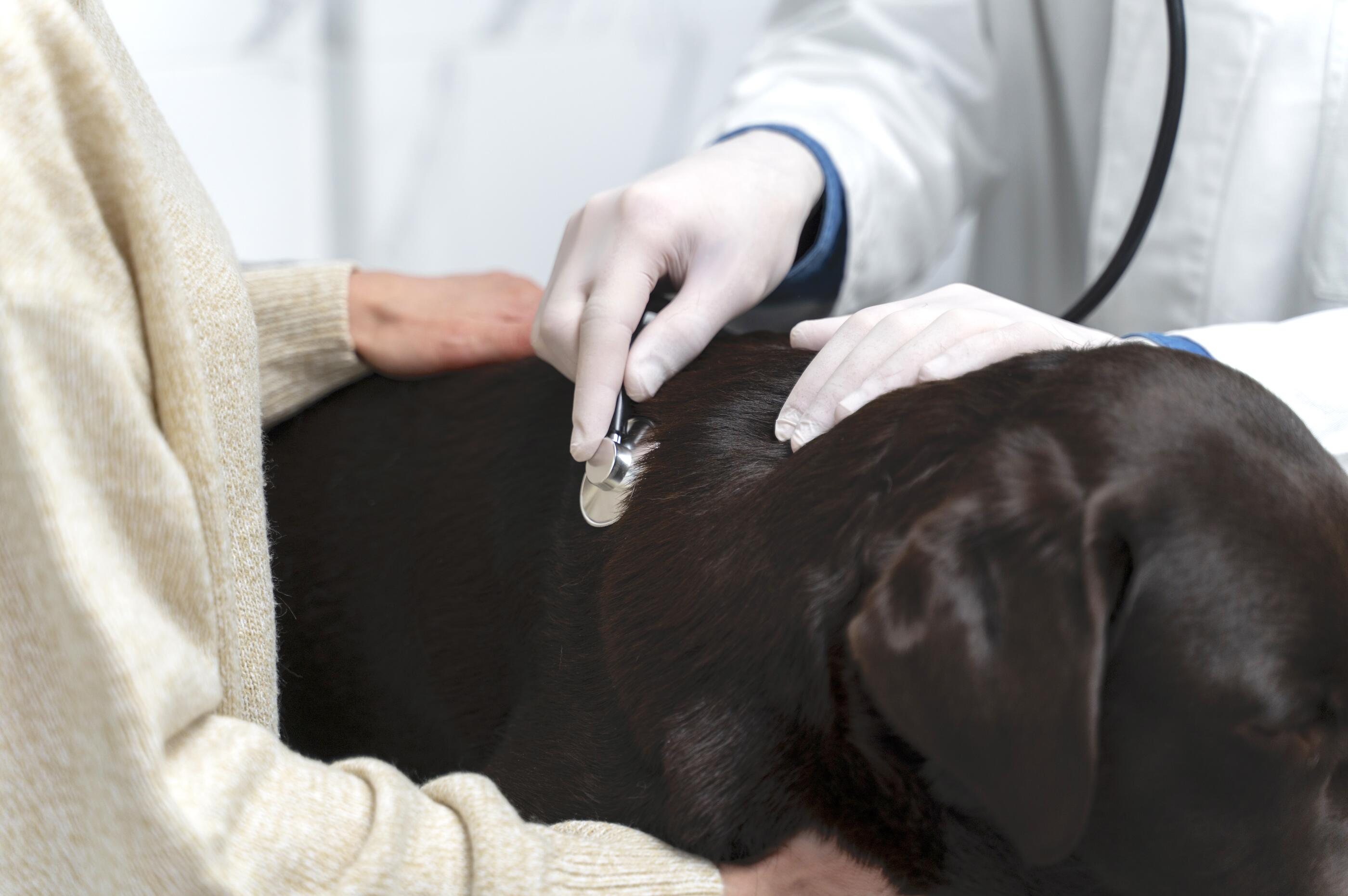 close-up-vet-checking-up-dog