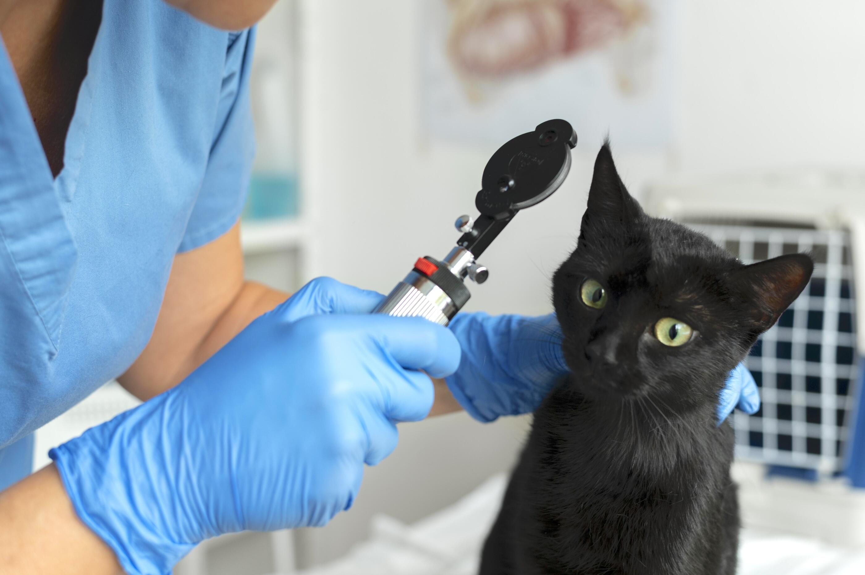 close-up-veterinarian-taking-care-cat