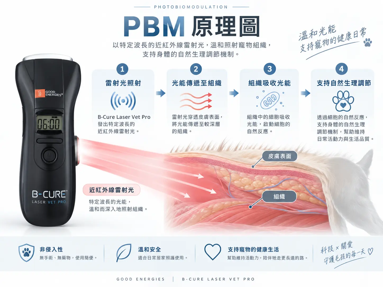 B-Cure Laser Vet Pro 光生物調節 PBM 原理示意圖